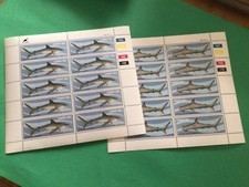 Tiger shark hammerhead for sale  BEXHILL-ON-SEA