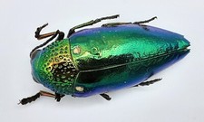 Buprestidae sternocera aequisi gebraucht kaufen  Wadern