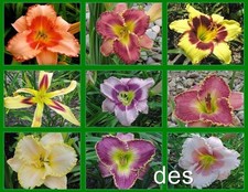 Daylilies mixed hybrid for sale  Mount Pleasant