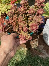 Echeveria california sunset for sale  Norwalk