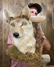 Awesome coyote den for sale  Port Matilda