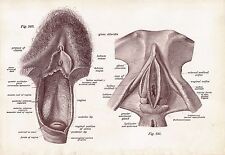 Ladies vagina medical for sale  UK
