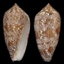Coquillage collection conus d'occasion  Lyon VI