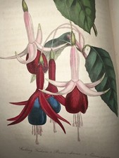 1843 Harrison Floricultural Cabinet & Florists' Magazine 13 H/C Engraving Botany segunda mano  Embacar hacia Mexico