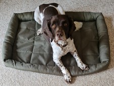 folding dog bed for sale folding dog bed for sale WATERLOOVILLE