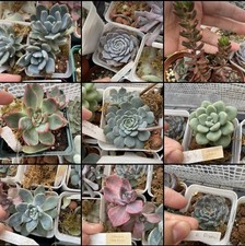 Succulent leaves variety for sale  TAUNTON