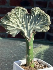 Large euphorbia lactea for sale  New York