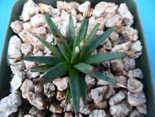 Agave albopilosa seedling for sale  Tucson