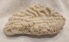 Corail blanc long d'occasion  Nice-