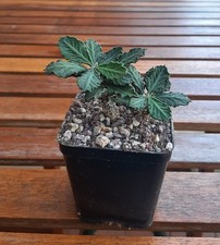 Euphorbia durispina es12641 usato  San Pietro in Cariano
