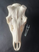 H75 schädel rothirsch gebraucht kaufen  Coesfeld