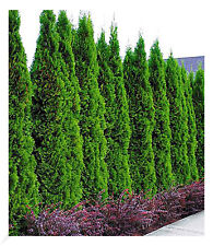 Lebensbaum hecke smaragd gebraucht kaufen  Bensheim