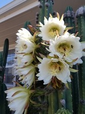 beautiful cactus for sale beautiful cactus for sale Blue Lake