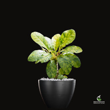 Dorstenia foetida variegata for sale  Shipping to United Kingdom