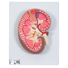 Scientific k10 kidney for sale  West Jordan