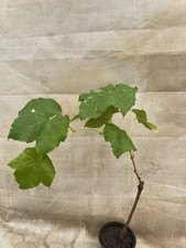 Grape plant pot for sale  Baldwin Park