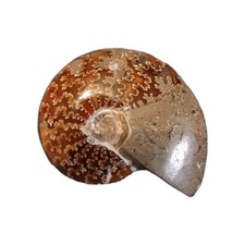Ammonit madagaskar 6x5cm gebraucht kaufen  Kaltenkirchen