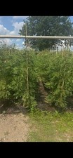 Leylandii 100 plants for sale  CHIGWELL