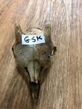 Scottish goat skull for sale  UK