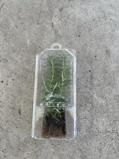 Organic rosemary herb for sale  Baldwin Park