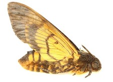Lepidoptera sphingidae acheron for sale Lepidoptera sphingidae acheron for sale  Shipping to United Kingdom