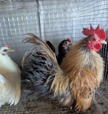 Serama silkied hatching d'occasion  Expédié en Belgium