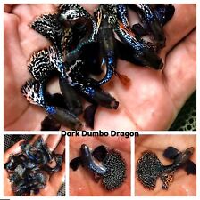 1 TRIO - Live Aquarium Guppy Fish High Quality - Dark Dumbo Dragon for sale  Houston