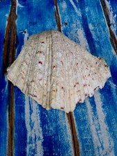 Conchiglia tridacna bivalvo usato  San Giorgio a Cremano