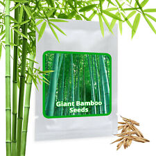 Używany, Chinese Giant Bamboo Seeds - 60 Piece - Moso Bamboo - Winter Hardy/Screen na sprzedaż  Wysyłka do Poland