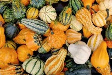 Gourd small mixed for sale  GRIMSBY