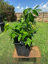 Live black sapote for sale  Oklahoma City