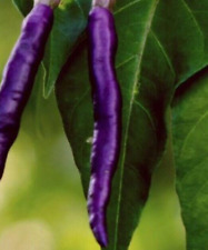 Purple cayenne pepper for sale  Berwyn