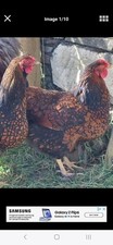 Gold laced wyandotte for sale  DOWNPATRICK