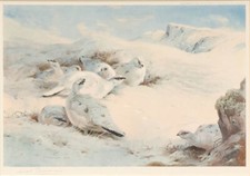 Archibald thorburn print for sale  UK