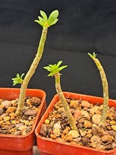 Sedum frutescens caudiciform for sale  MANCHESTER