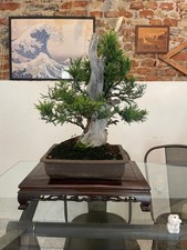 Bonsai ginepro chinensis. usato  Verrua Savoia