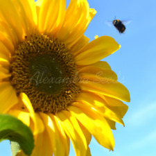 Giant sunflower single for sale  THAME