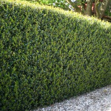 Hedging plants ilex for sale  PETERBOROUGH