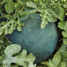 Sugar baby watermelon for sale  Deltona