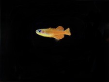 Fertilized red neon for sale  Tampa