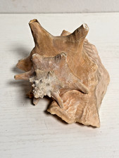 Rara grande conchiglia usato  Biella