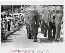 ringling for sale  Memphis