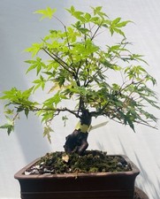 old bonsai trees for sale old bonsai trees for sale Malvern