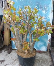 Bonsai jade crassula for sale  San Marcos