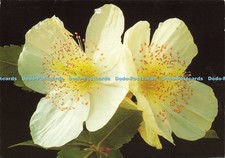D206232 eucryphia nymans for sale  WARLINGHAM