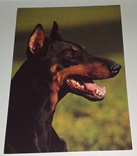 Dobermann pinscher hunde gebraucht kaufen  Haßmersheim
