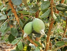 Pineapple guava live for sale  Hudson
