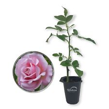 Belinda dream rose for sale  USA