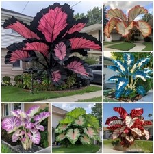 80-100 Stück Caladium Blumensamen seltene Farbe Staude Garten Freiluft Bonsai comprar usado  Enviando para Brazil
