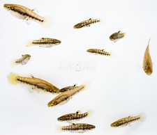 Live least killifish for sale  Palm Beach Gardens